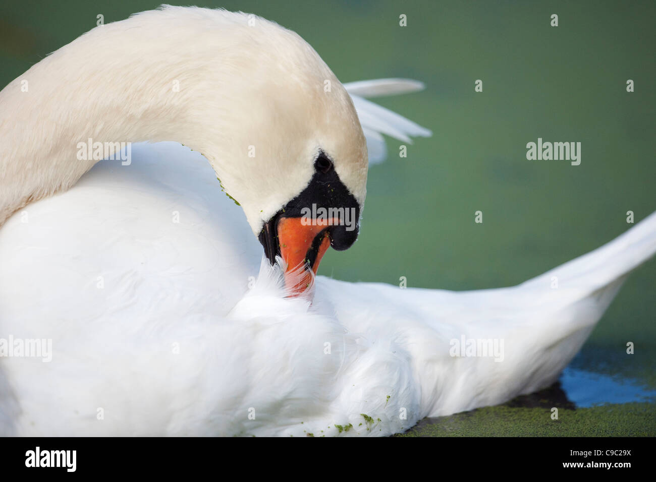 Cigno preening Cygnus olor REGNO UNITO Foto Stock