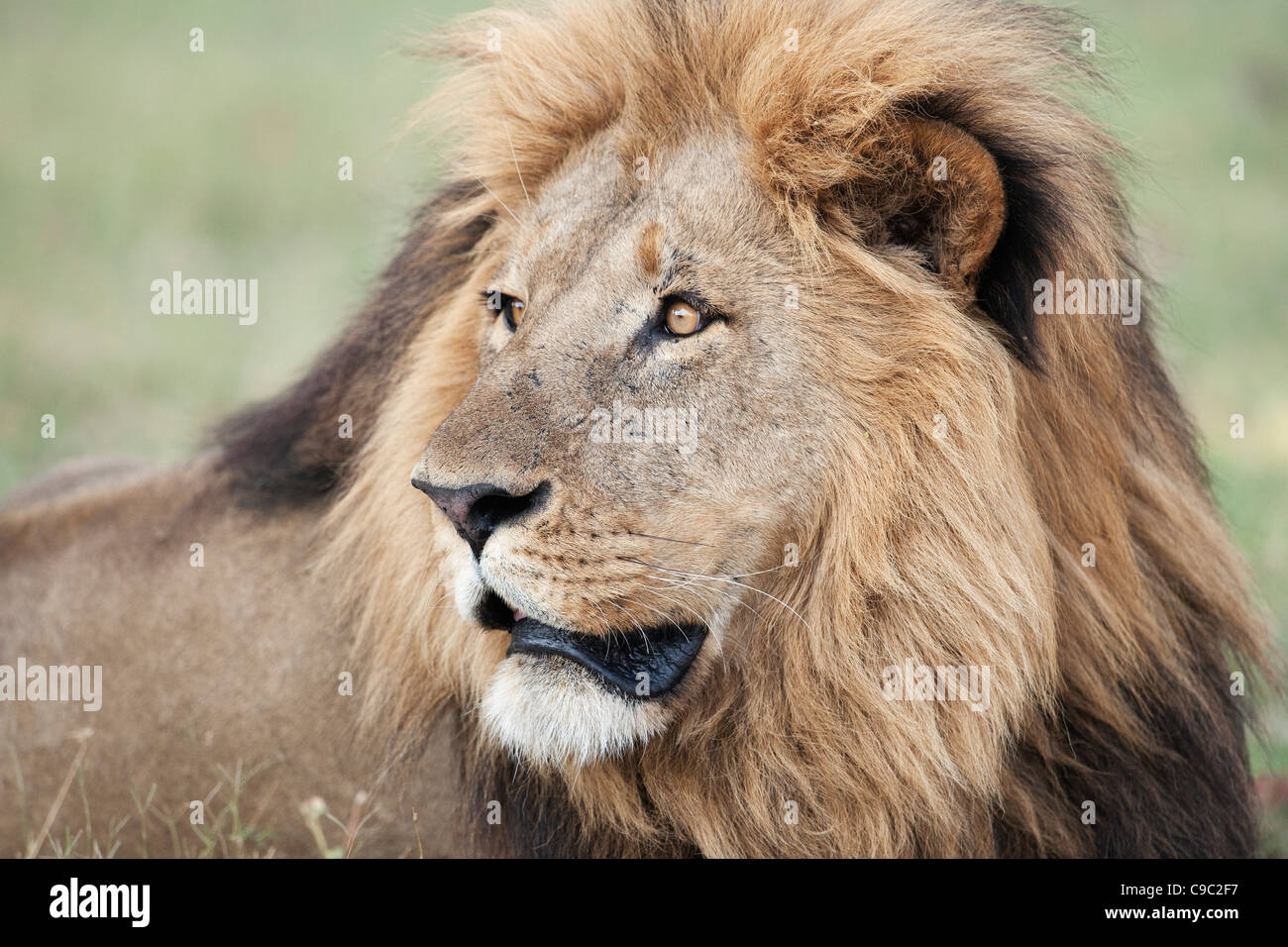 Ritratto di Lion Panthera leo Botswana Foto Stock