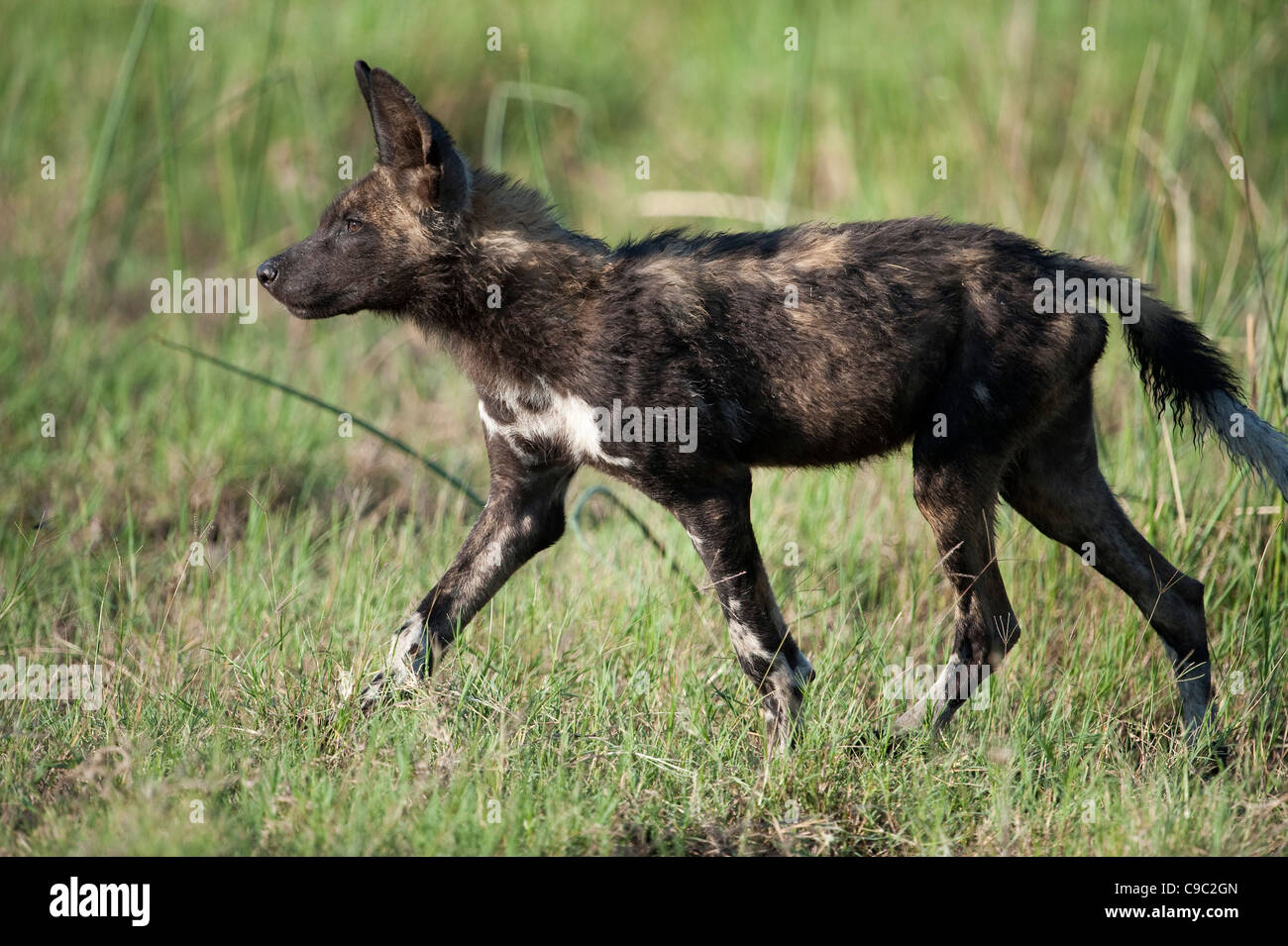 Wild Dog cucciolo camminando Lycaon pictus Botswana Foto Stock