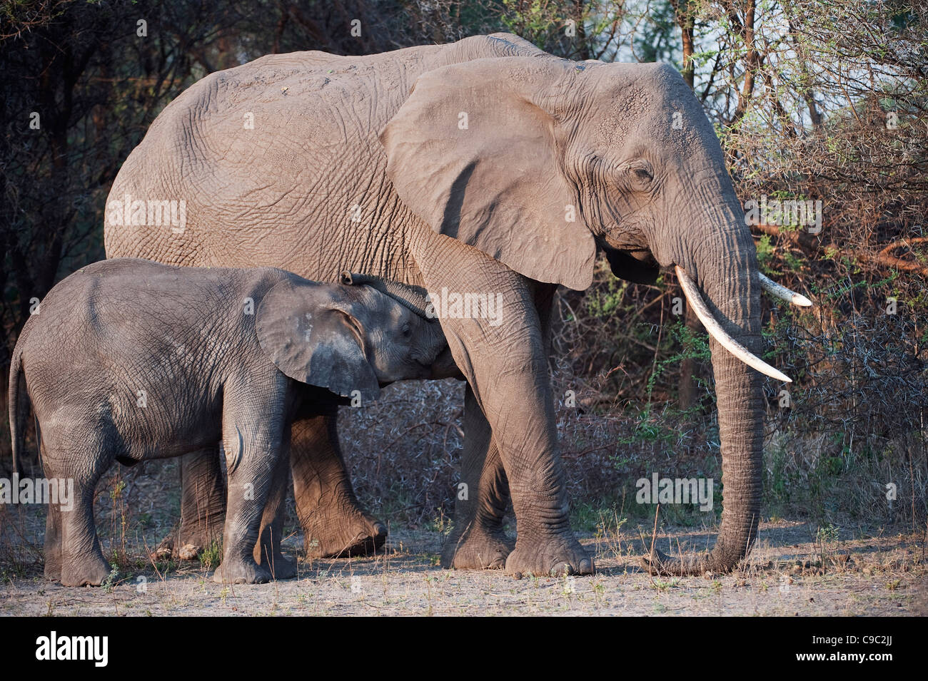 Elephant vitello lattante Loxodonta africana Botswana Foto Stock