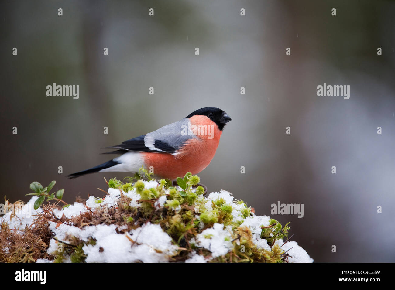 Bullfinch seduti sul pesce persico in snow REGNO UNITO Foto Stock