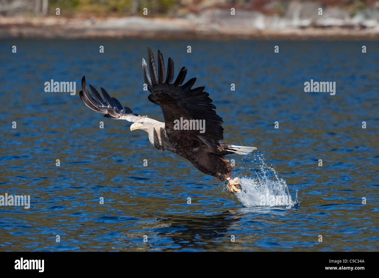 Aquila dalla coda bianca che cattura pesci dalla superficie marina della Norvegia Foto Stock