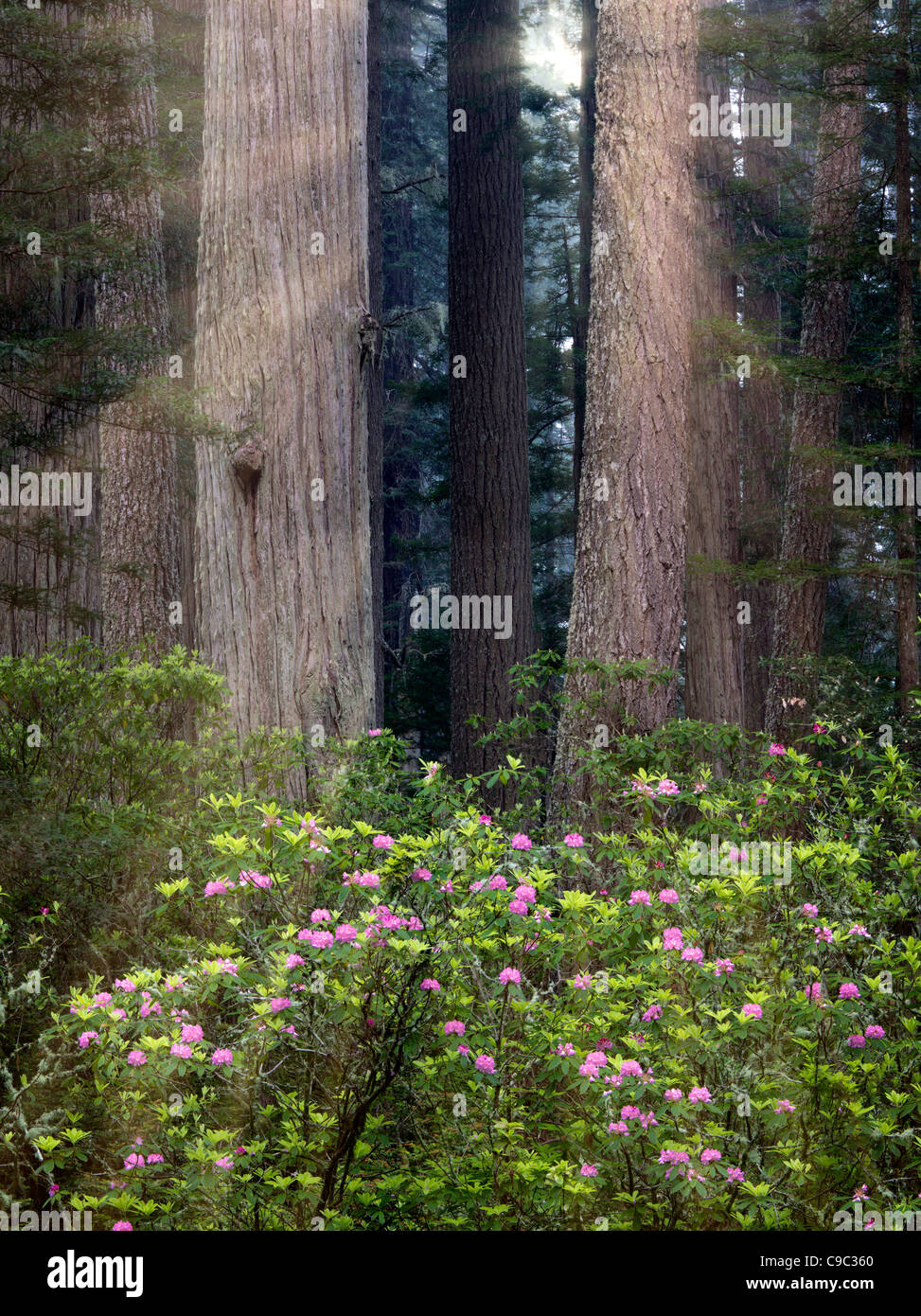 Alberi di sequoia e la fioritura dei rododendri. Parco Nazionale di Redwood in California i raggi di luce sono state aggiunte Foto Stock