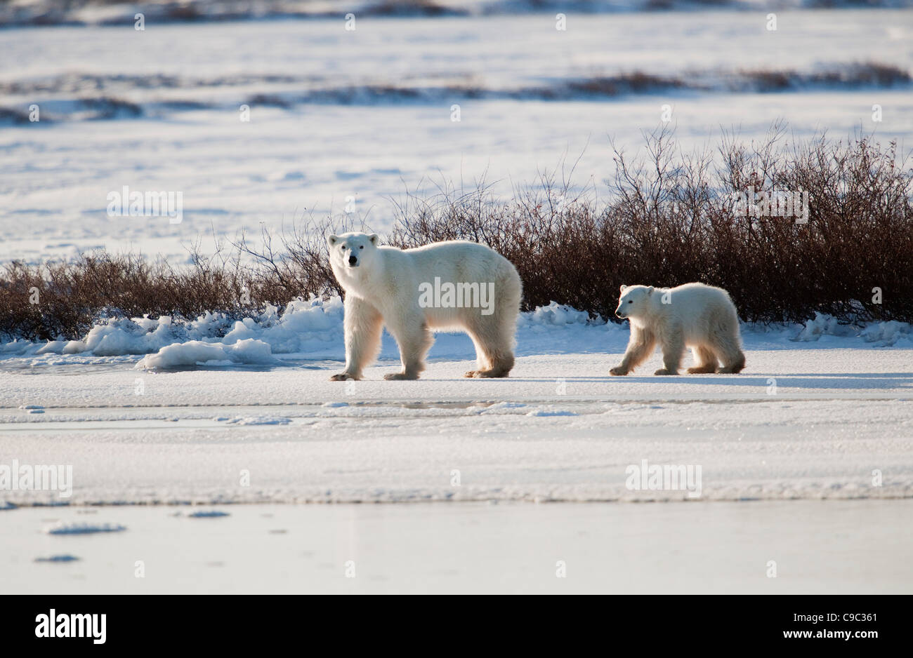 Femmina di orso polare e cub Canada Foto Stock