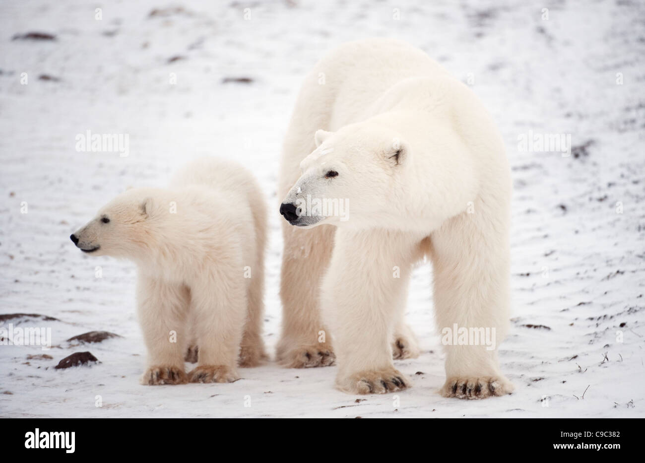 Femmina di orso polare e cub Canada Foto Stock
