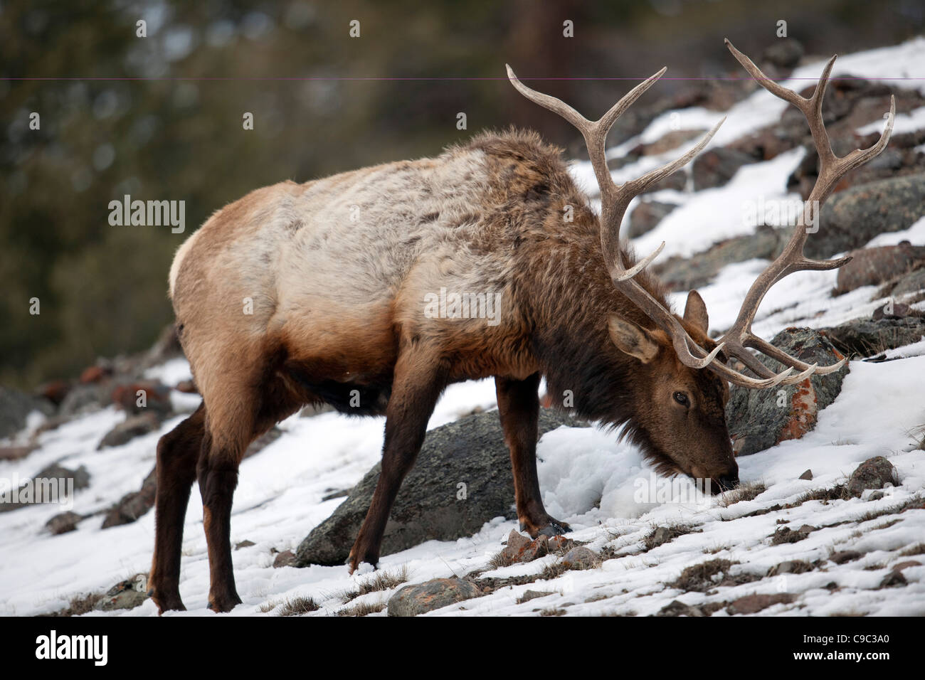 Elk, USA Foto Stock