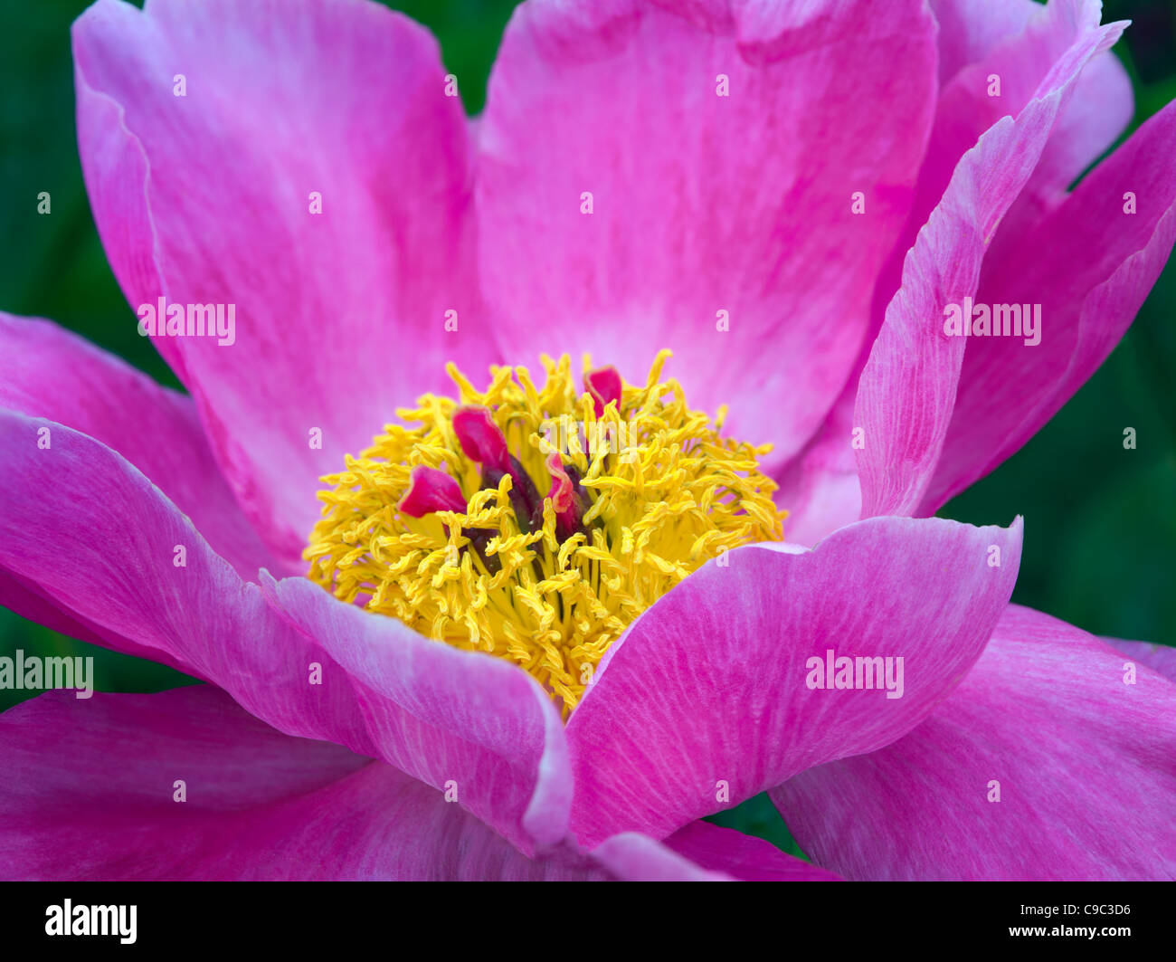 Unidentified peonia fiore Foto Stock