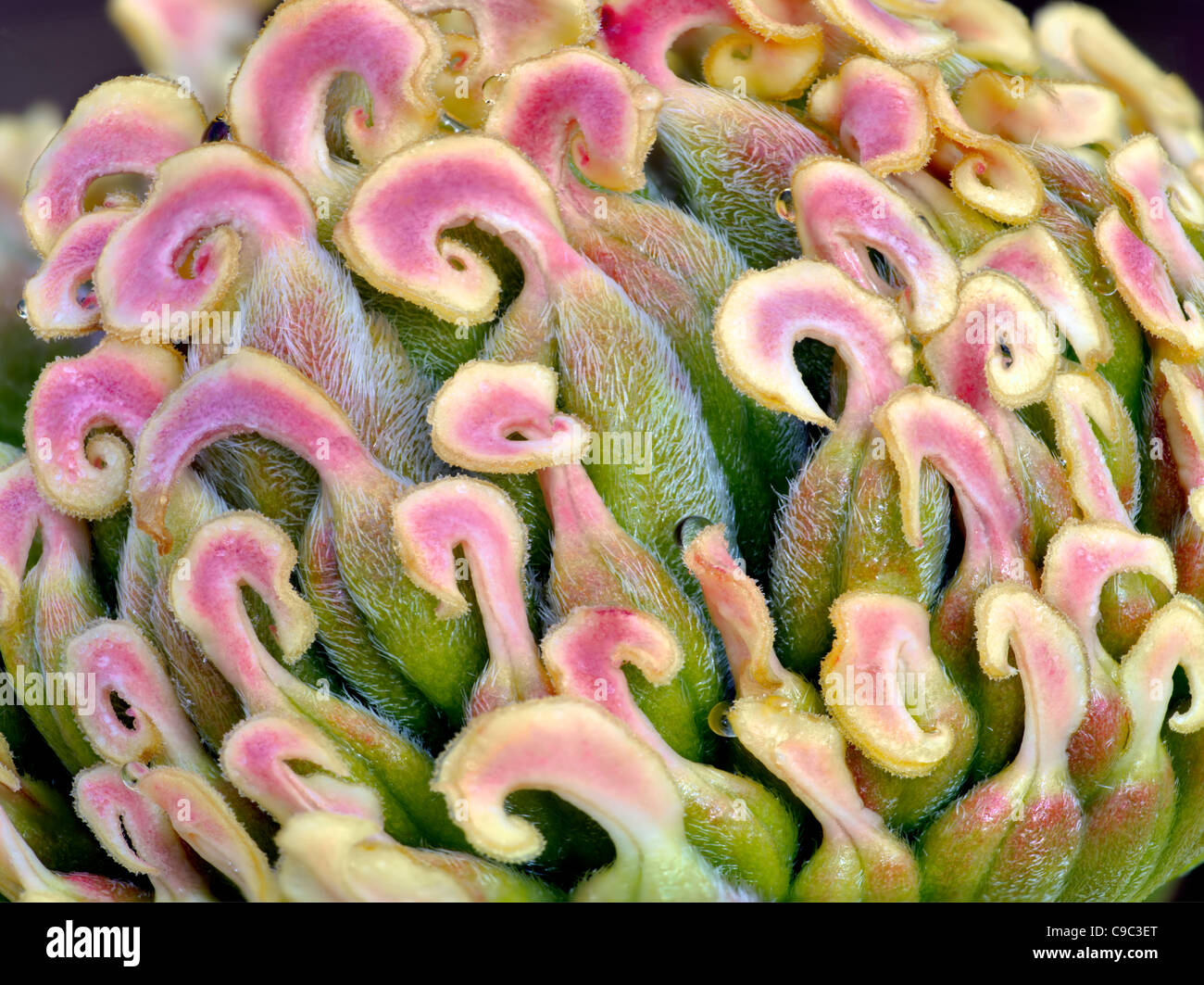 Extreme close up di pistilli da peonia fiore Foto Stock
