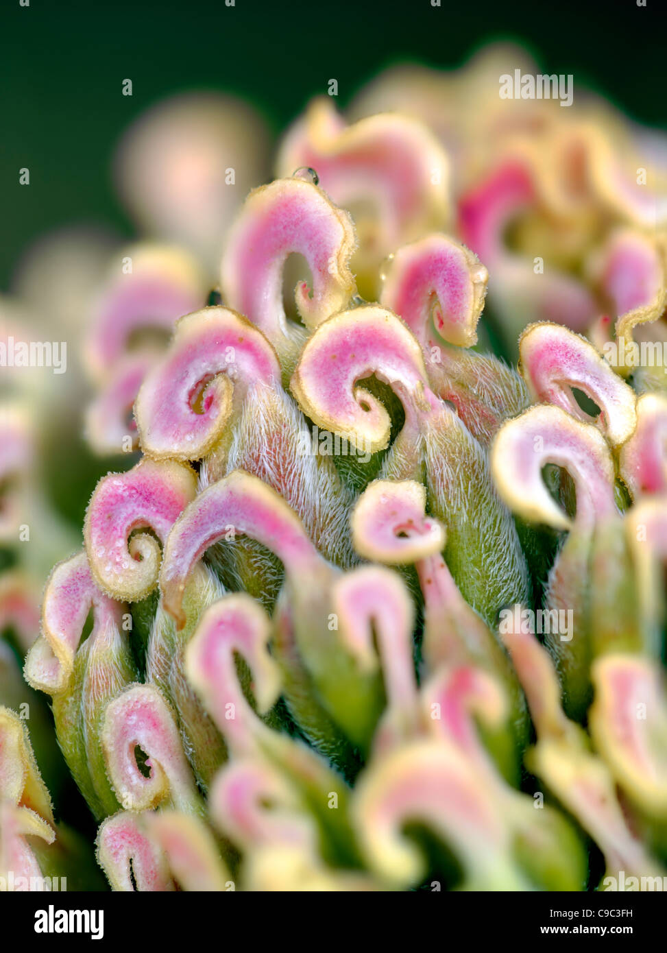 Extreme close up di pistilli da peonia fiore Foto Stock