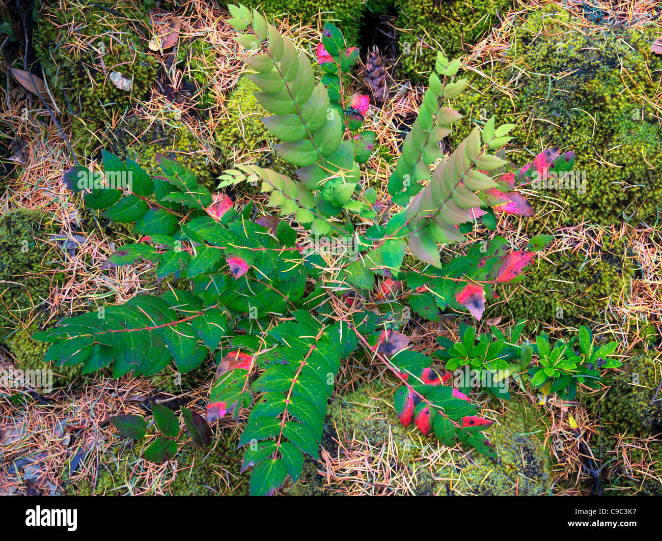 Oregon impianto di uva e caduta di ago. Rogue River National Forest Foto Stock