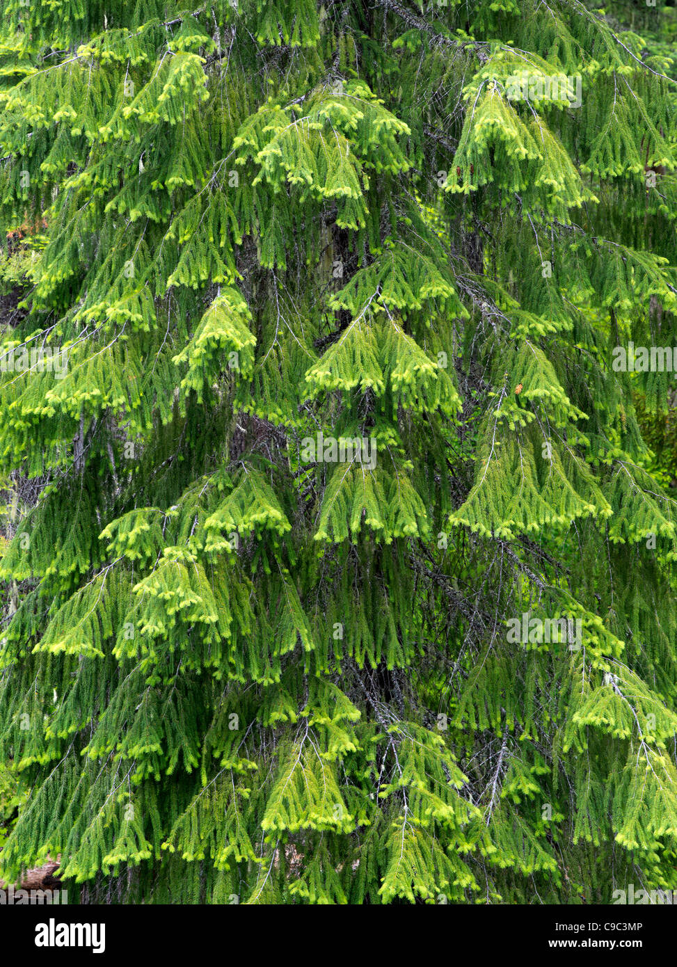 La molla nuova crescita su Douglas Fir Tree. Rogue River National Forest, Oregon Foto Stock