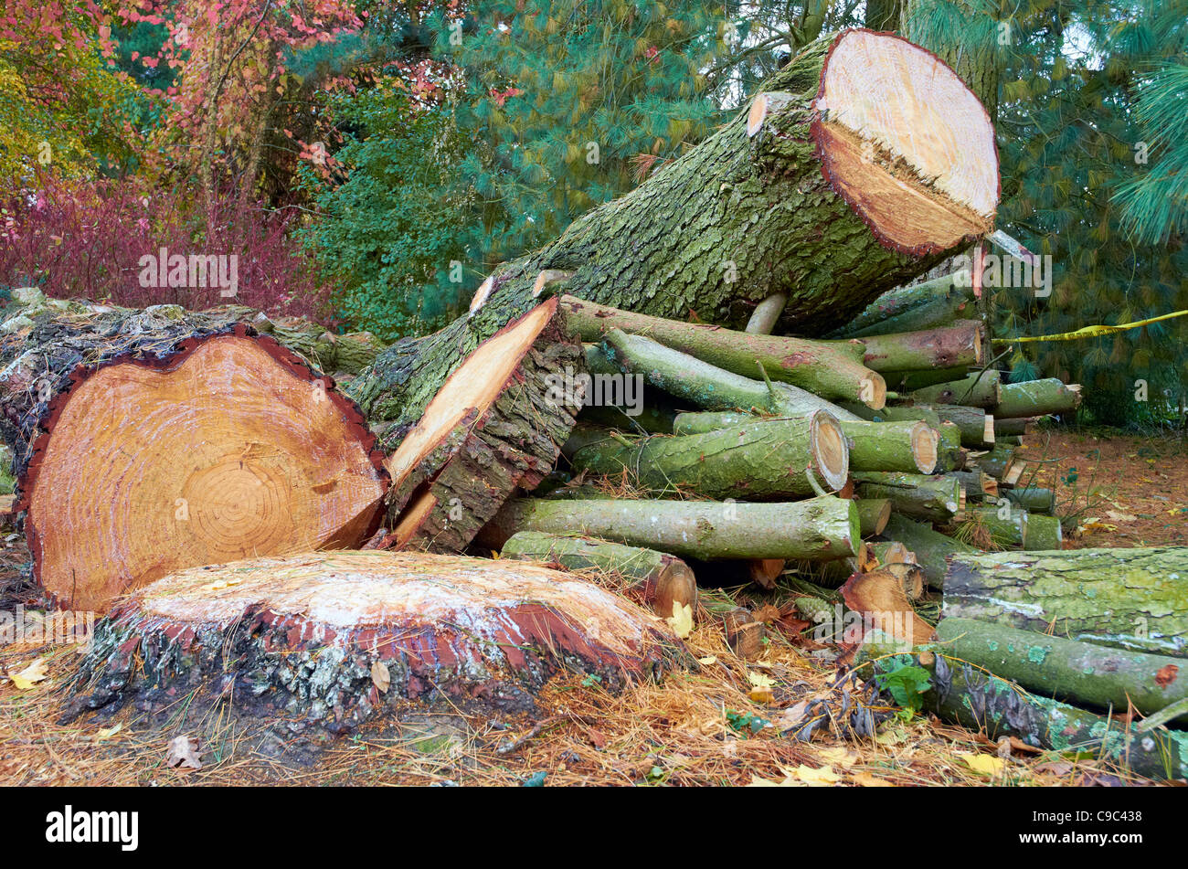 Scene autunnali e il colore al Sir Harold Hiller giardini vicino a Winchester, Hampshire, Inghilterra Foto Stock