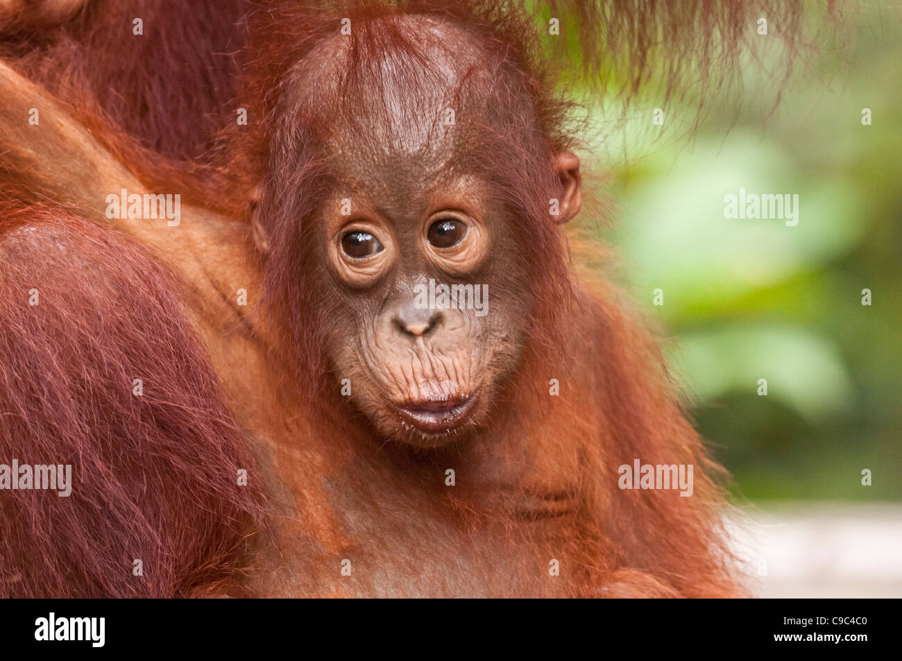 Infant Bornean orangutan con la madre (appena al di fuori della cornice). Formato orizzontale con copyspace. Foto Stock