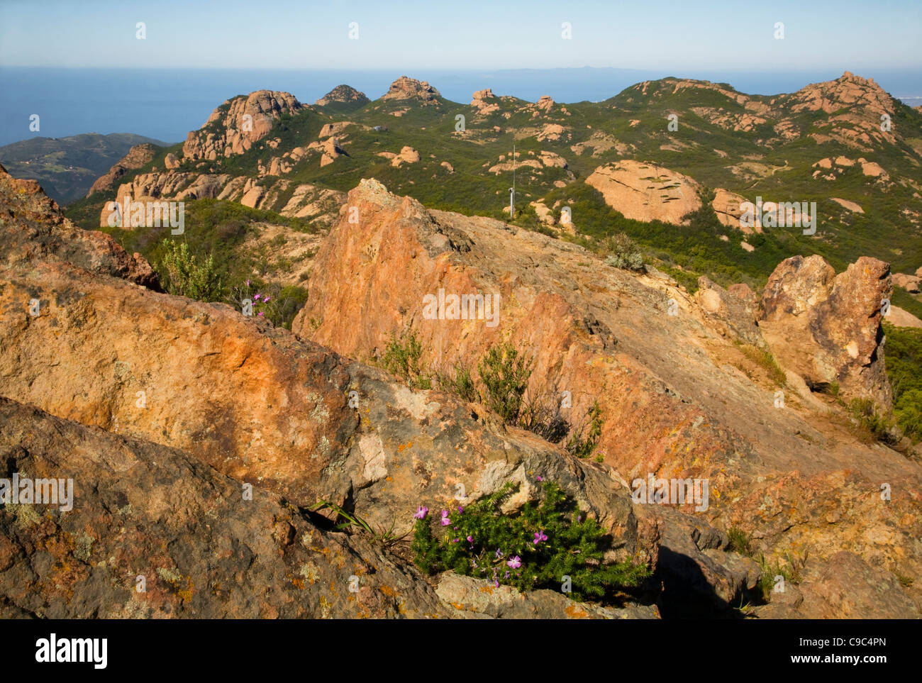 Phlox fioritura tra la pietra arenaria esposta al vertice della montagna di arenaria in Santa Monica Mountains. Foto Stock