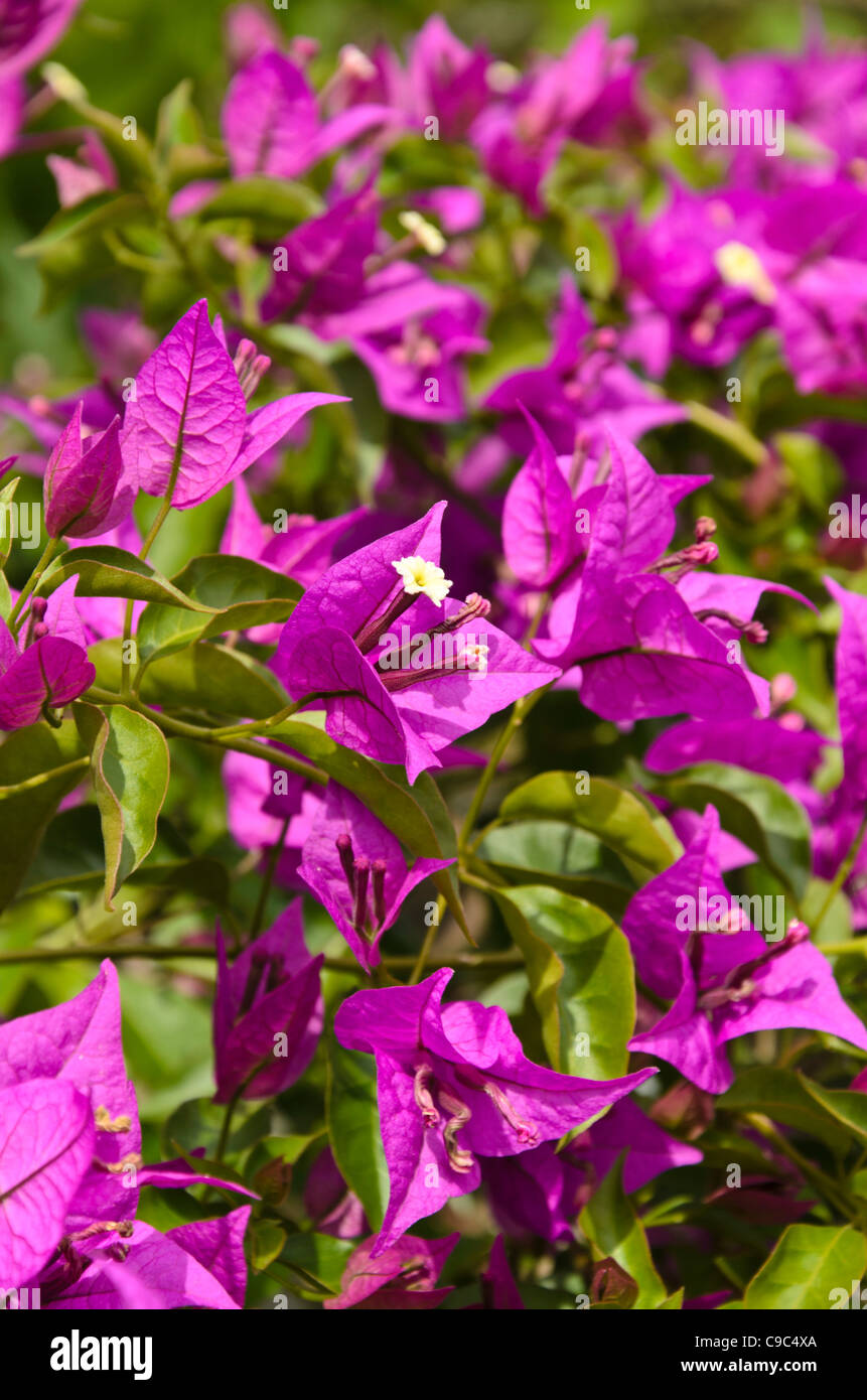 Fiore di carta (bougainvillea glabra 'sanderiana') Foto Stock