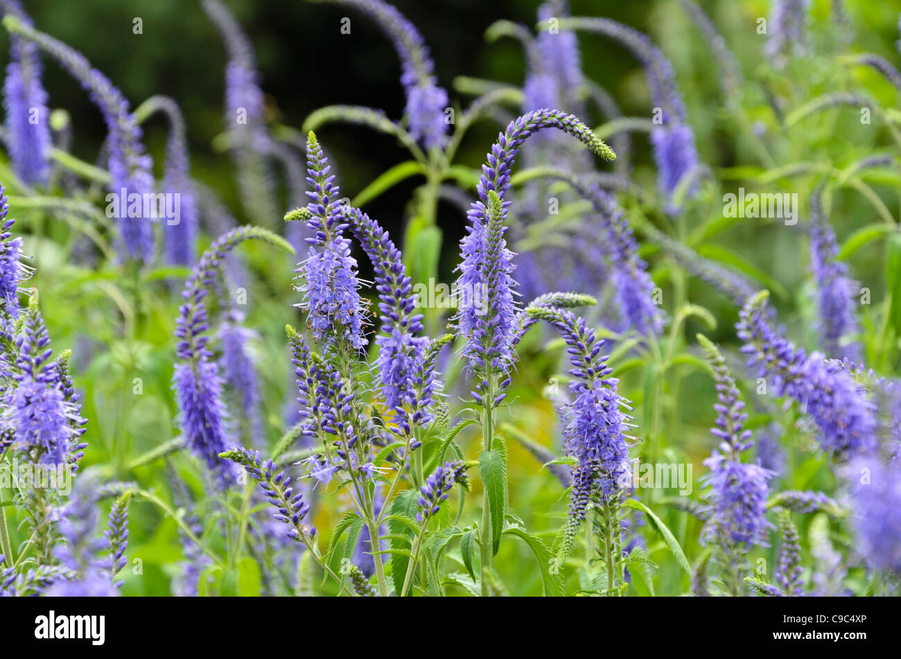 Longleaf speedwell (pseudolysimachion longifolium syn. veronica longifolia) Foto Stock