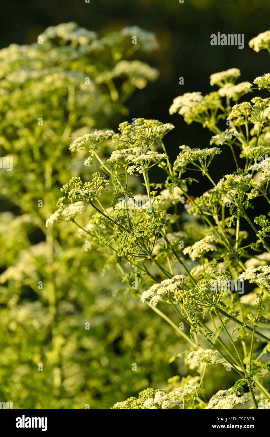 Il veleno la cicuta (conium maculatum) Foto Stock