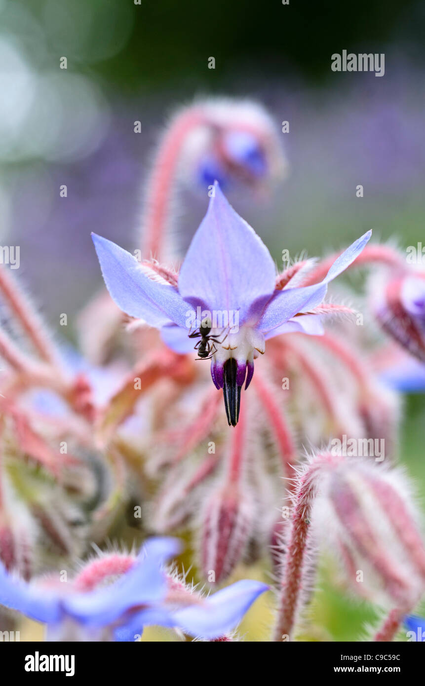 La borragine (borragine officinalis) con ant Foto Stock