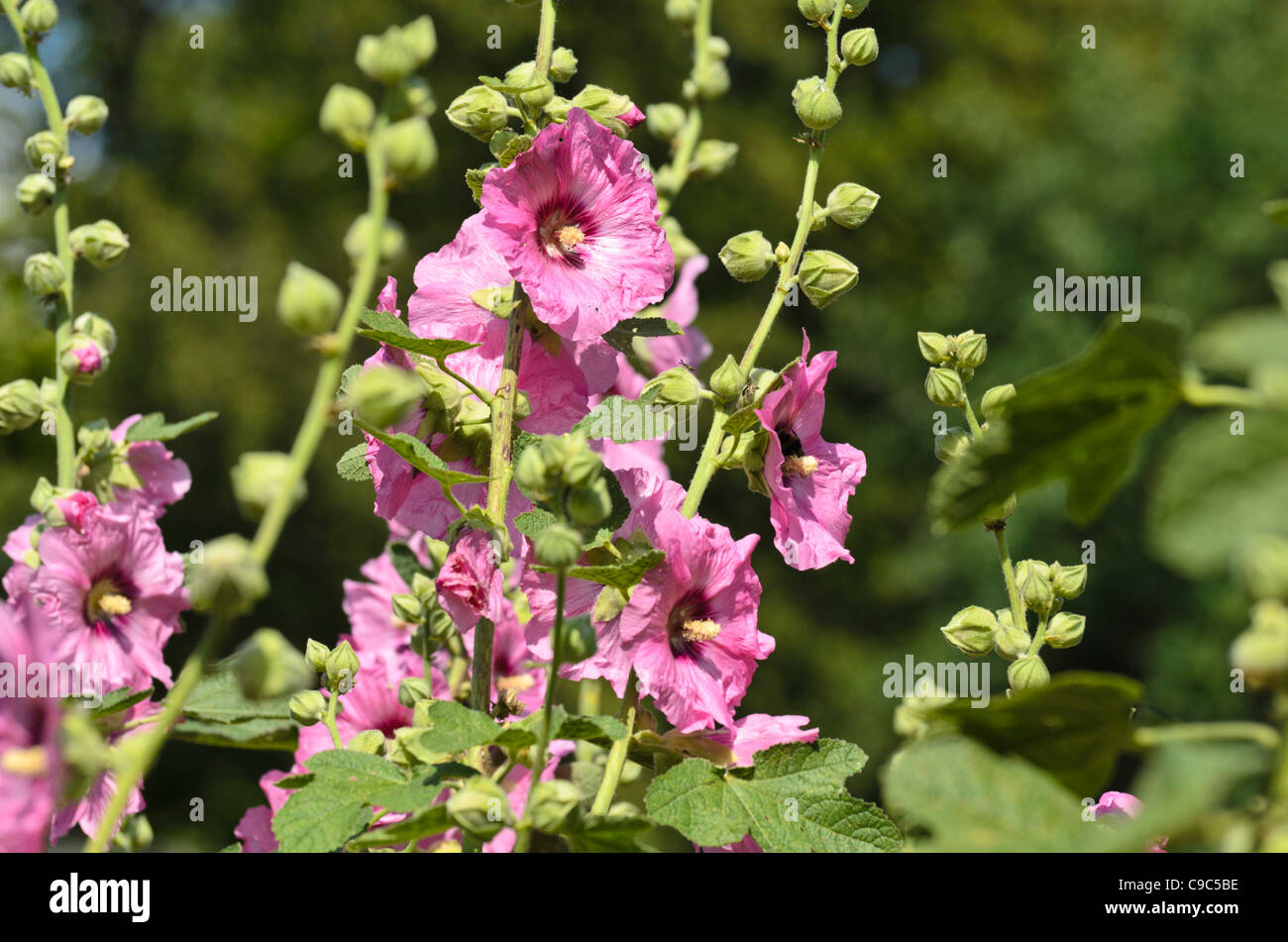 Hollyhock comune (alcea rosea) Foto Stock