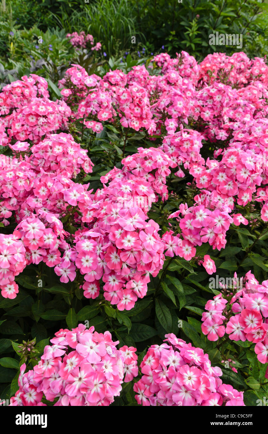 Giardino (phlox phlox paniculata "eva Foerster") Foto Stock
