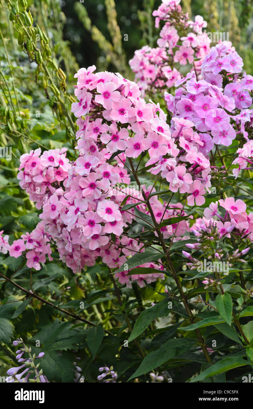 Giardino (phlox phlox paniculata 'landhochzeit') Foto Stock