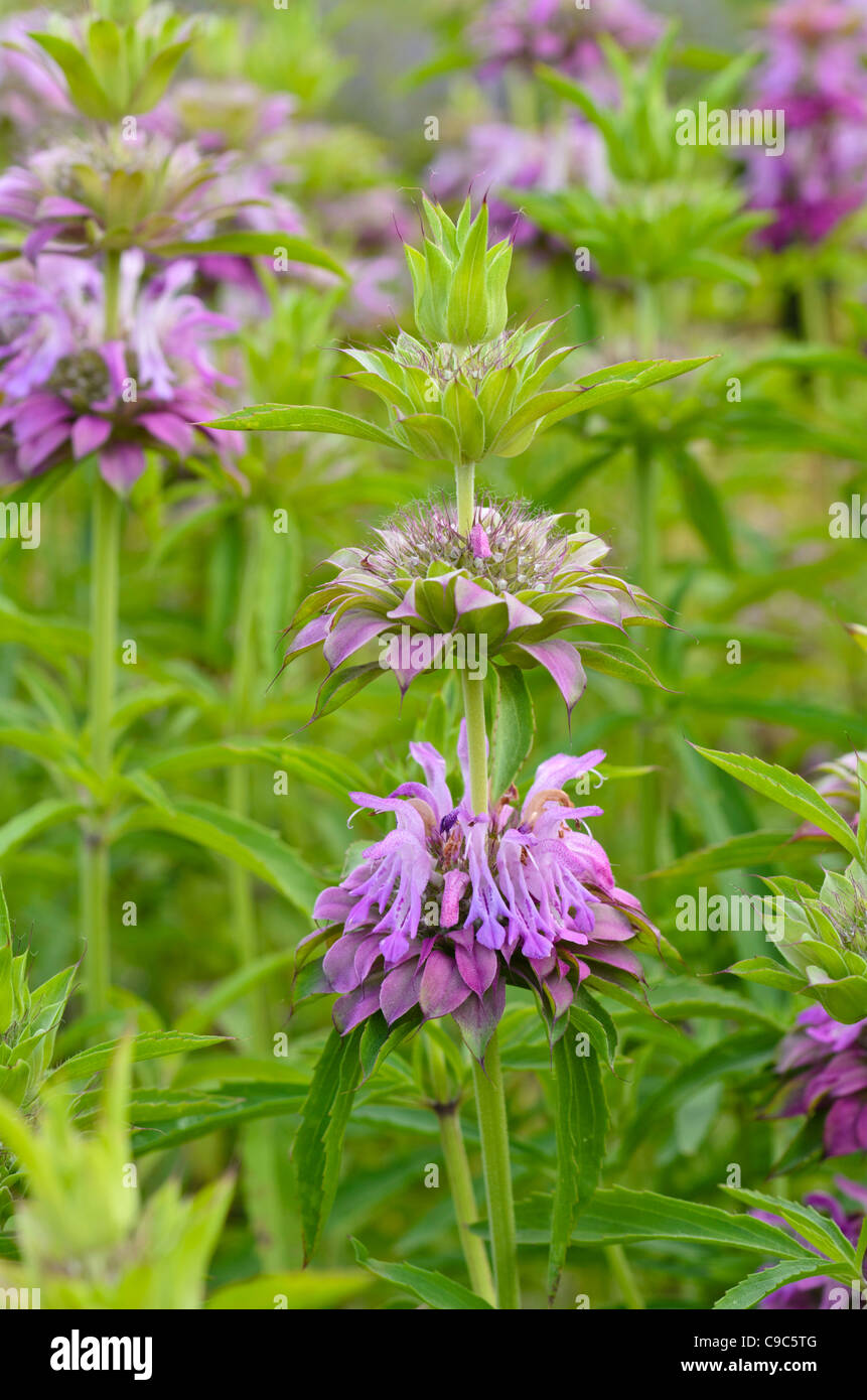 Limone bee balm (monarda citriodora) Foto Stock