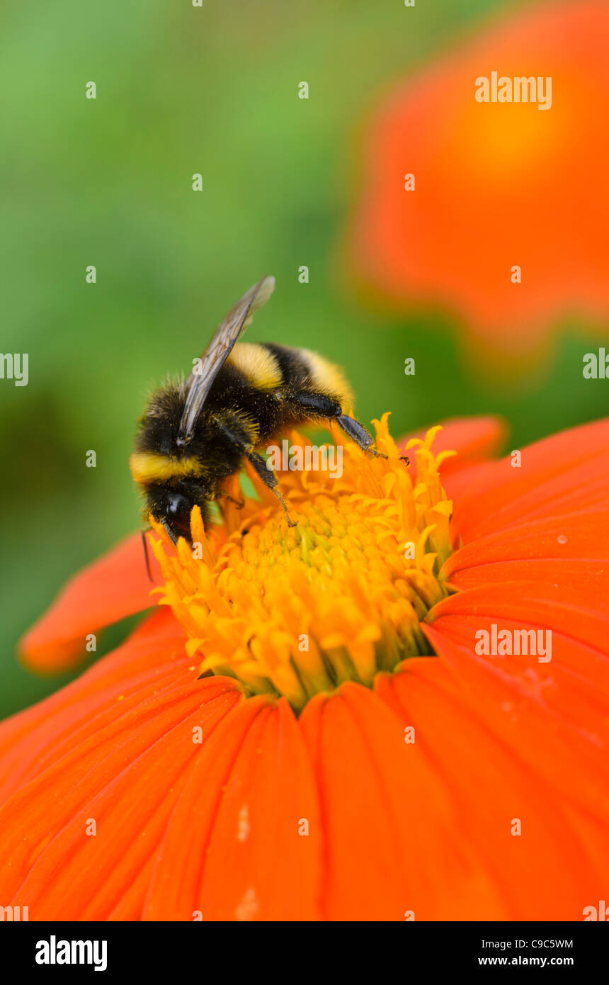 Girasole messicano (tithonia rotundifolia) e Bumble Bee (bombus) Foto Stock