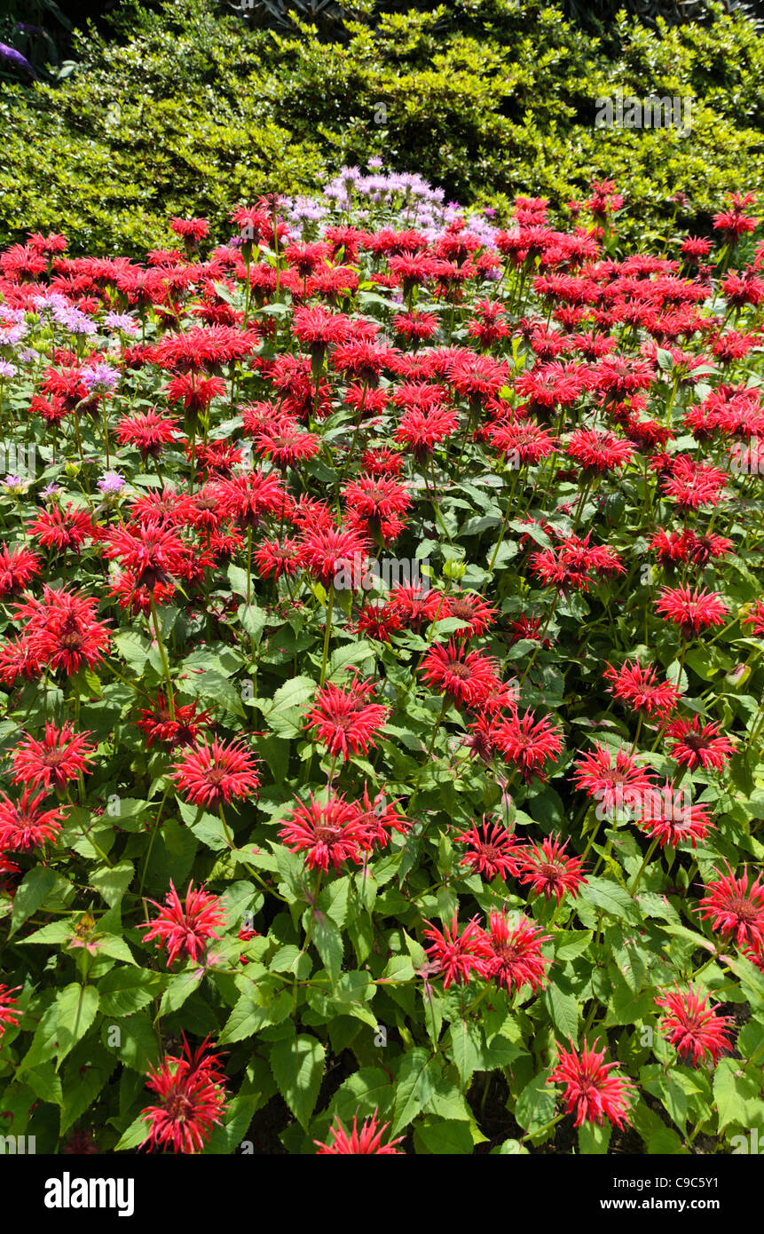 Bee balm (monarda) Foto Stock