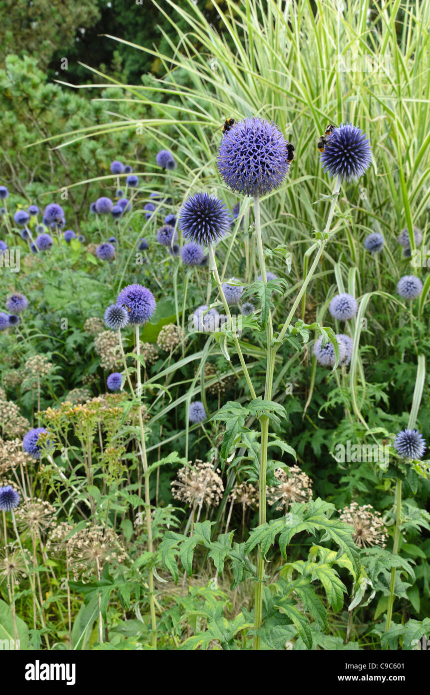 Globe thistle (echinops), ornamentali cipolla (allium) e cinese di erba di argento (miscanthus) Foto Stock