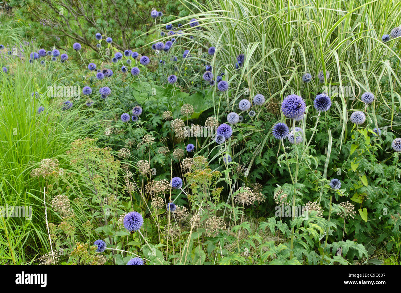 Globe thistle (echinops), ornamentali cipolla (allium) e cinese di erba di argento (miscanthus) Foto Stock