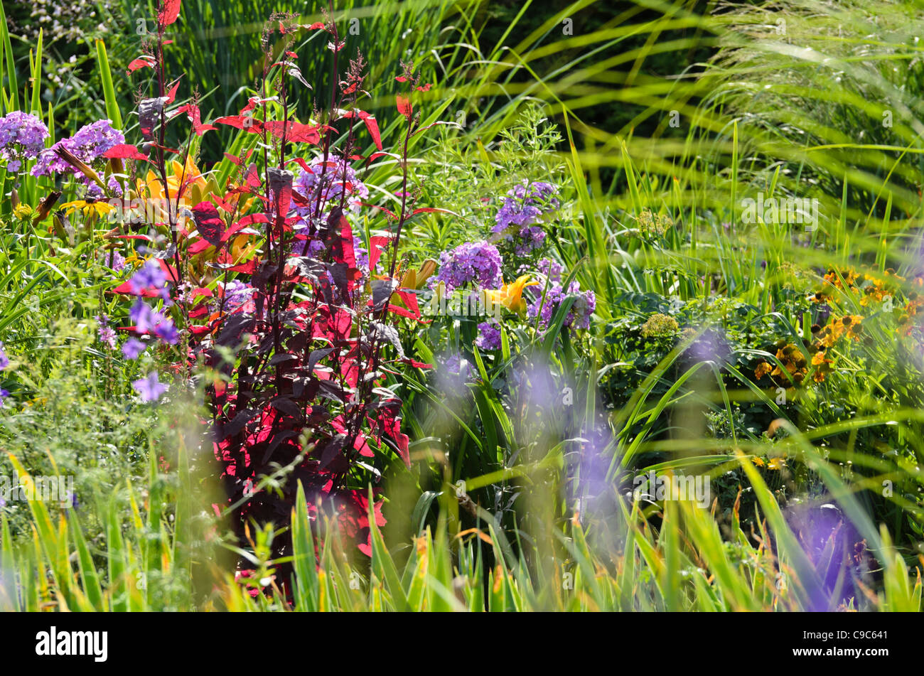 Orache da giardino rosso (Atriplex hortensis var. Rubra) e flox da giardino (Phlox paniculata) Foto Stock