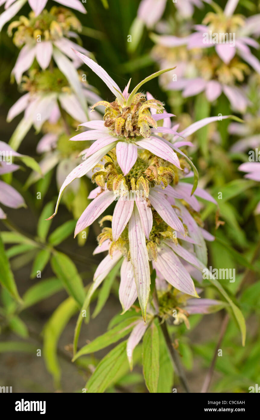 Avvistato bee balm (monarda punctata) Foto Stock