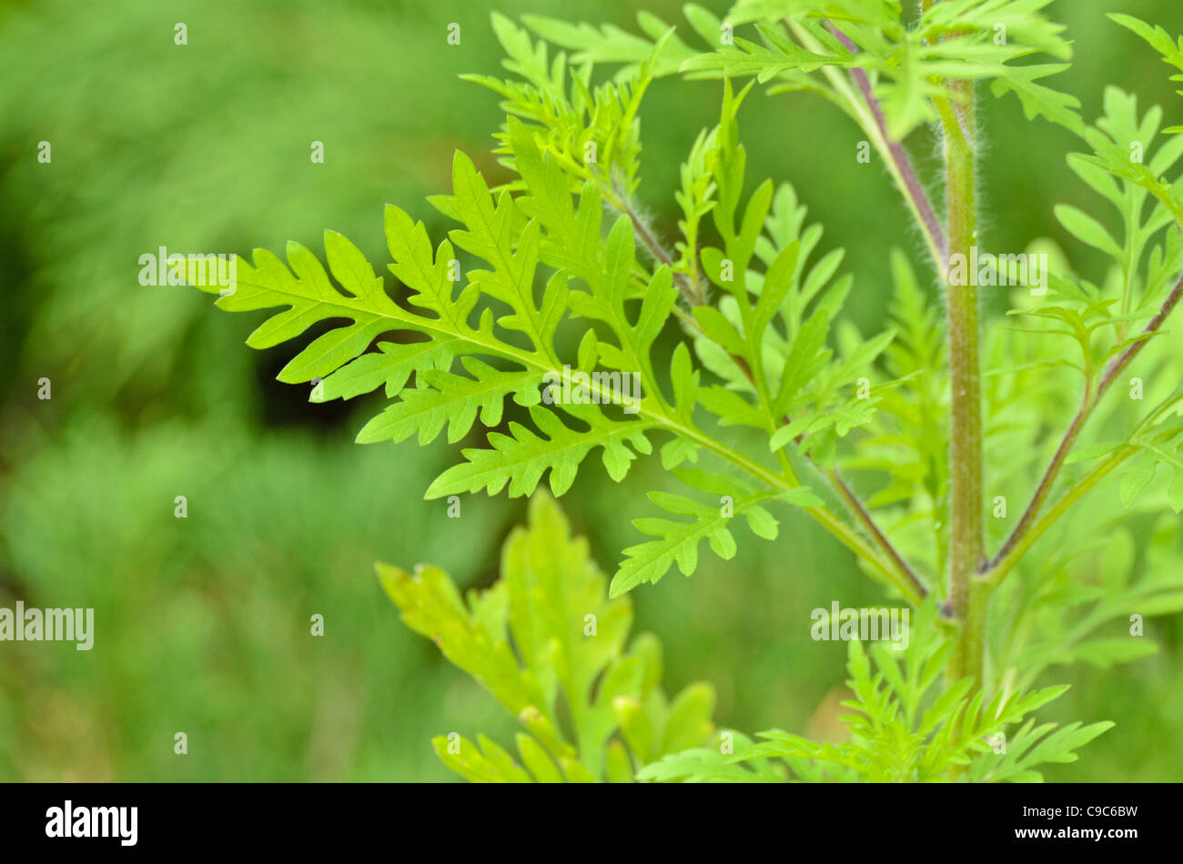 L ambrosia comune (Ambrosia artemisiifolia) Foto Stock
