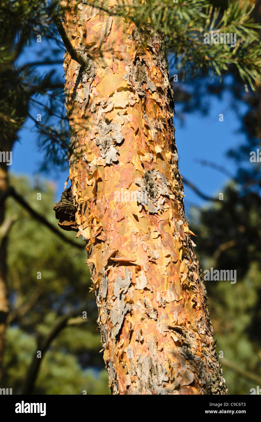 Di pino silvestre (Pinus sylvestris) Foto Stock