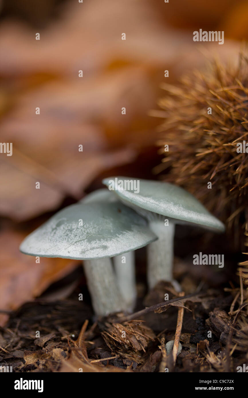 Gruppo a fungo sul suolo della foresta Foto Stock