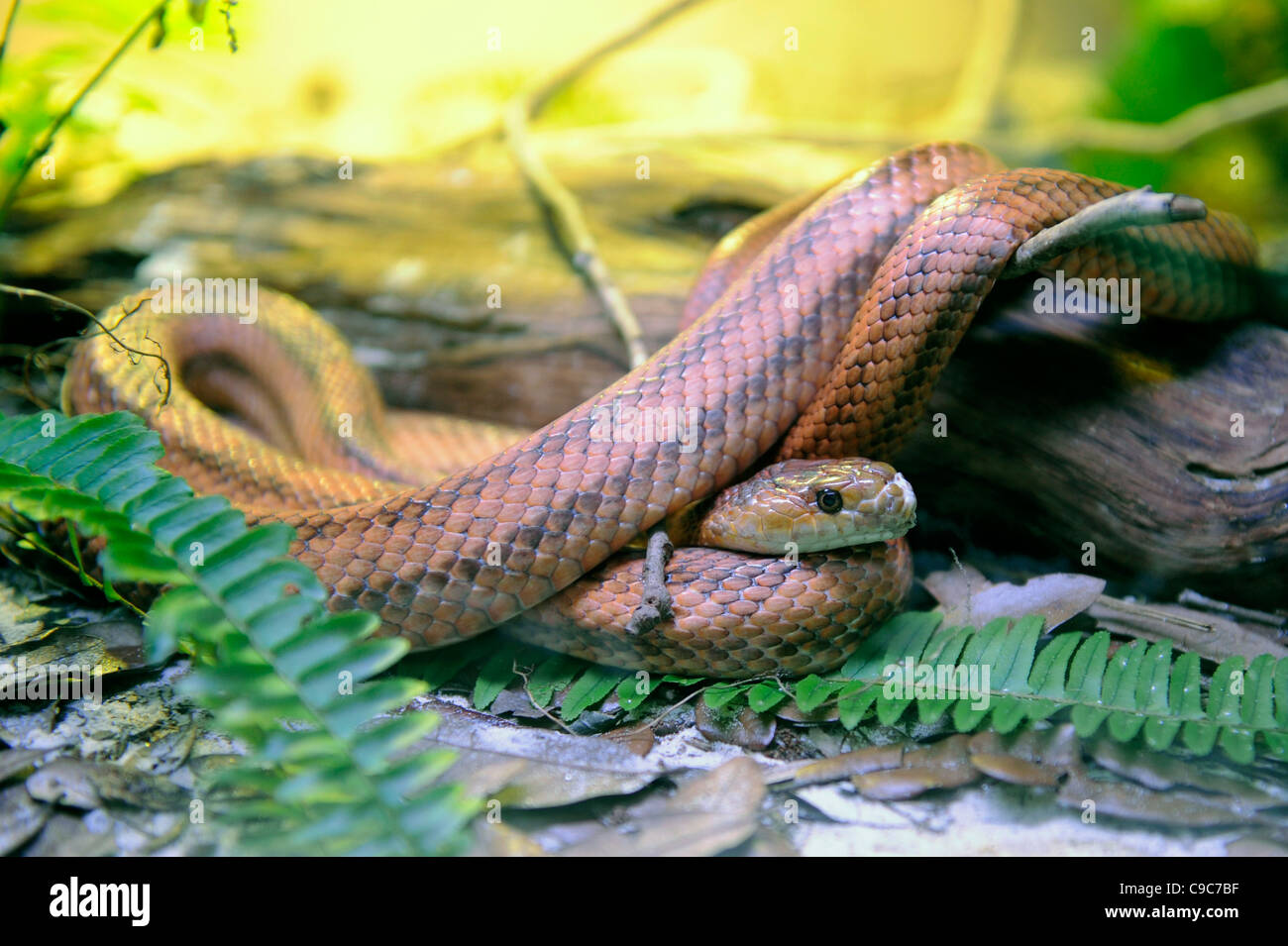 Il Lowry Park Zoo St Petersburg Florida rosso o Everglades Biacco Foto Stock