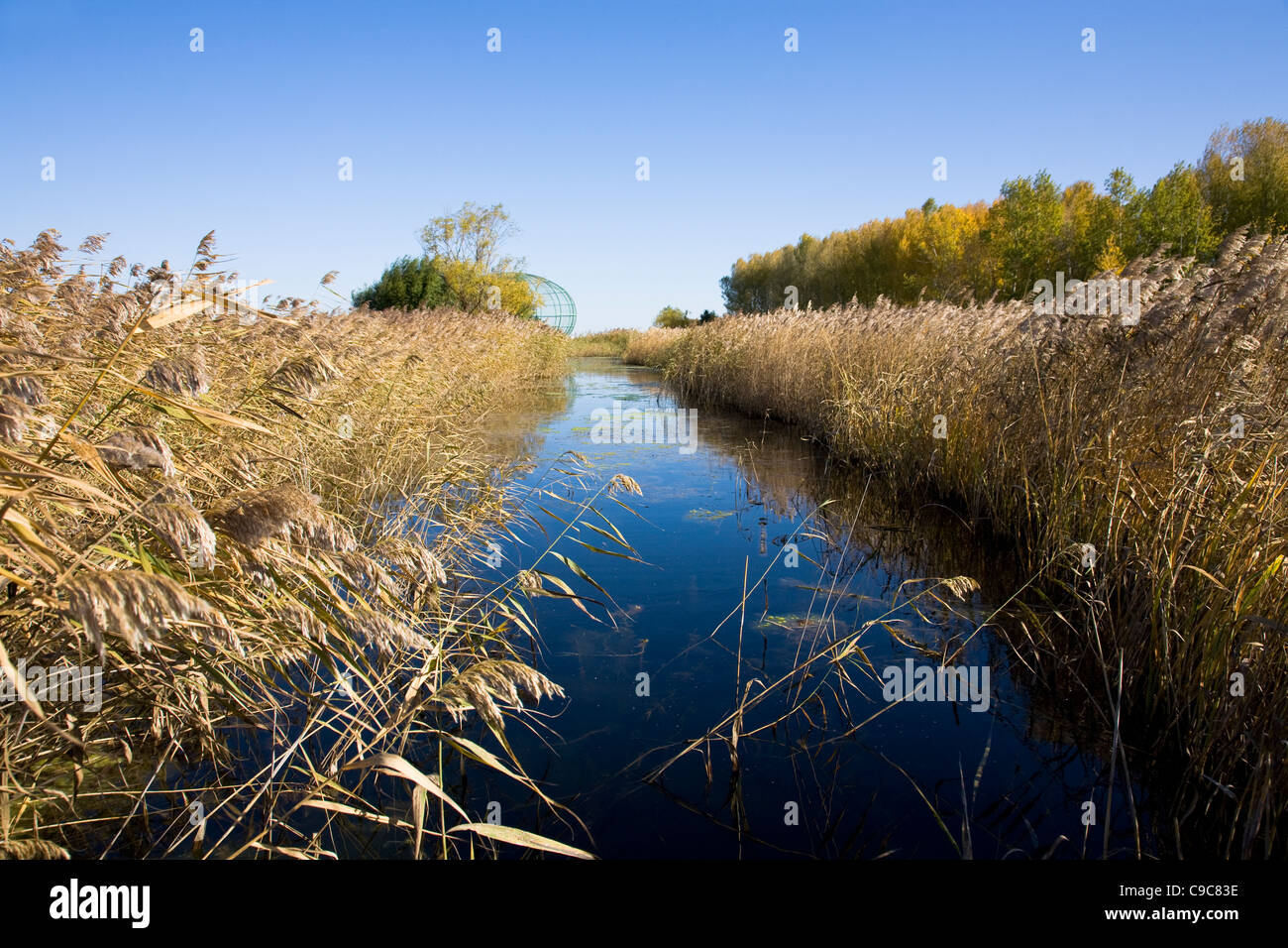 Marsh con fossato e reed sotto il cielo chiaro Foto Stock