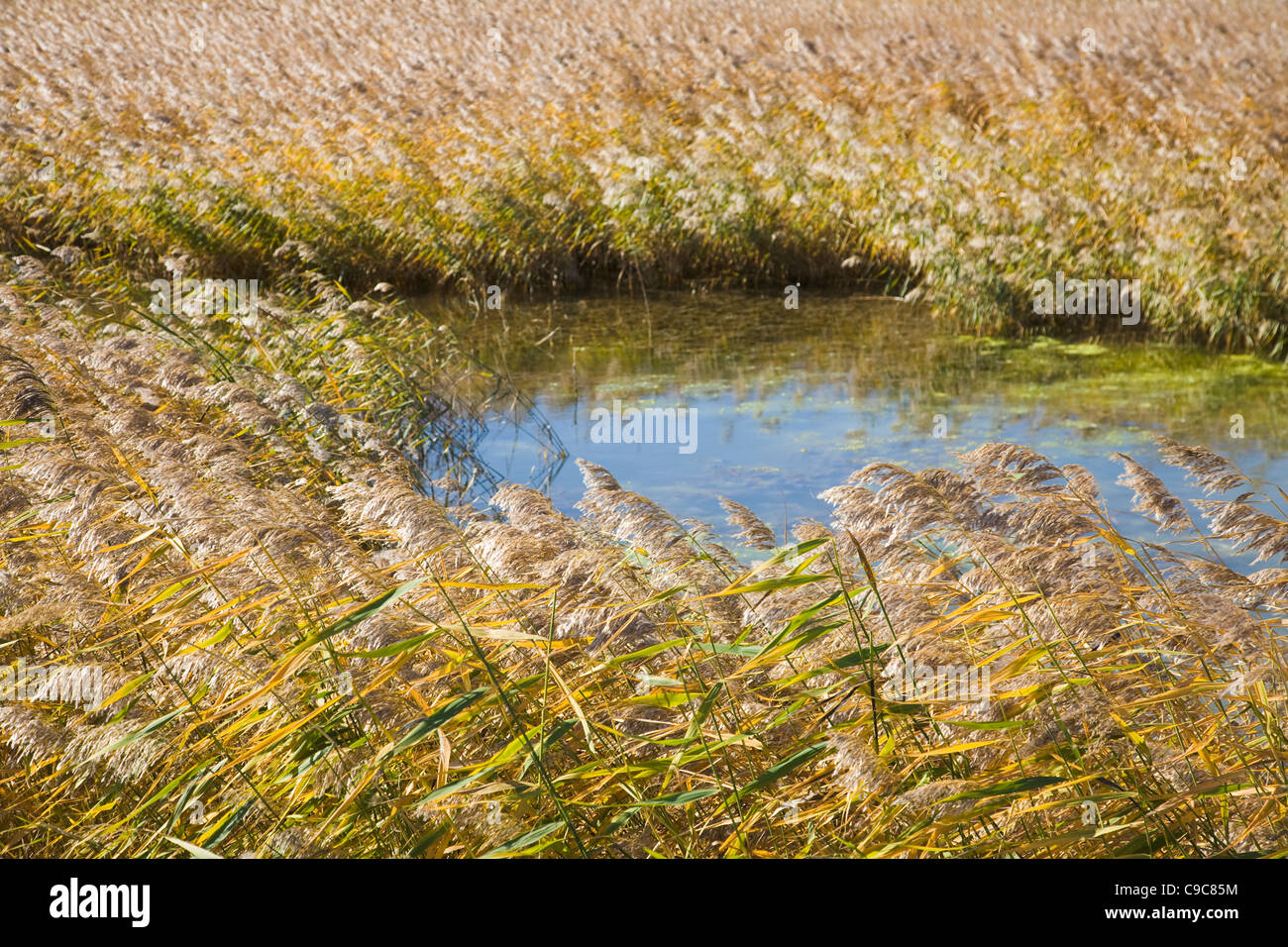 Giallo autunno reed a breeze Foto Stock