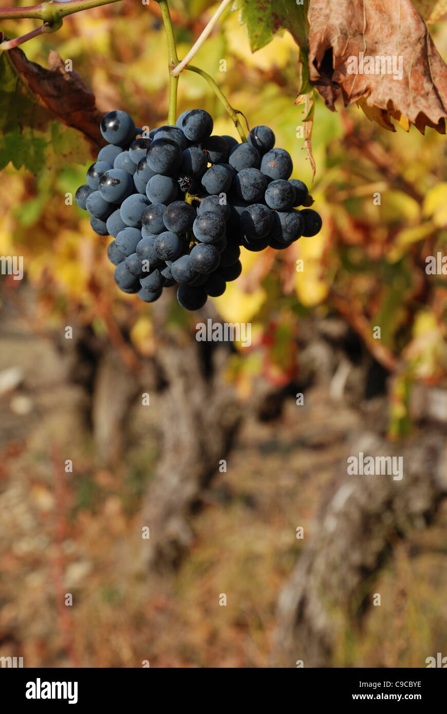 Una Veduta autunnale di uva che cresce in un vigneto a Vaison-la-Romaine, Vaucluse Provence, Francia. Foto Stock