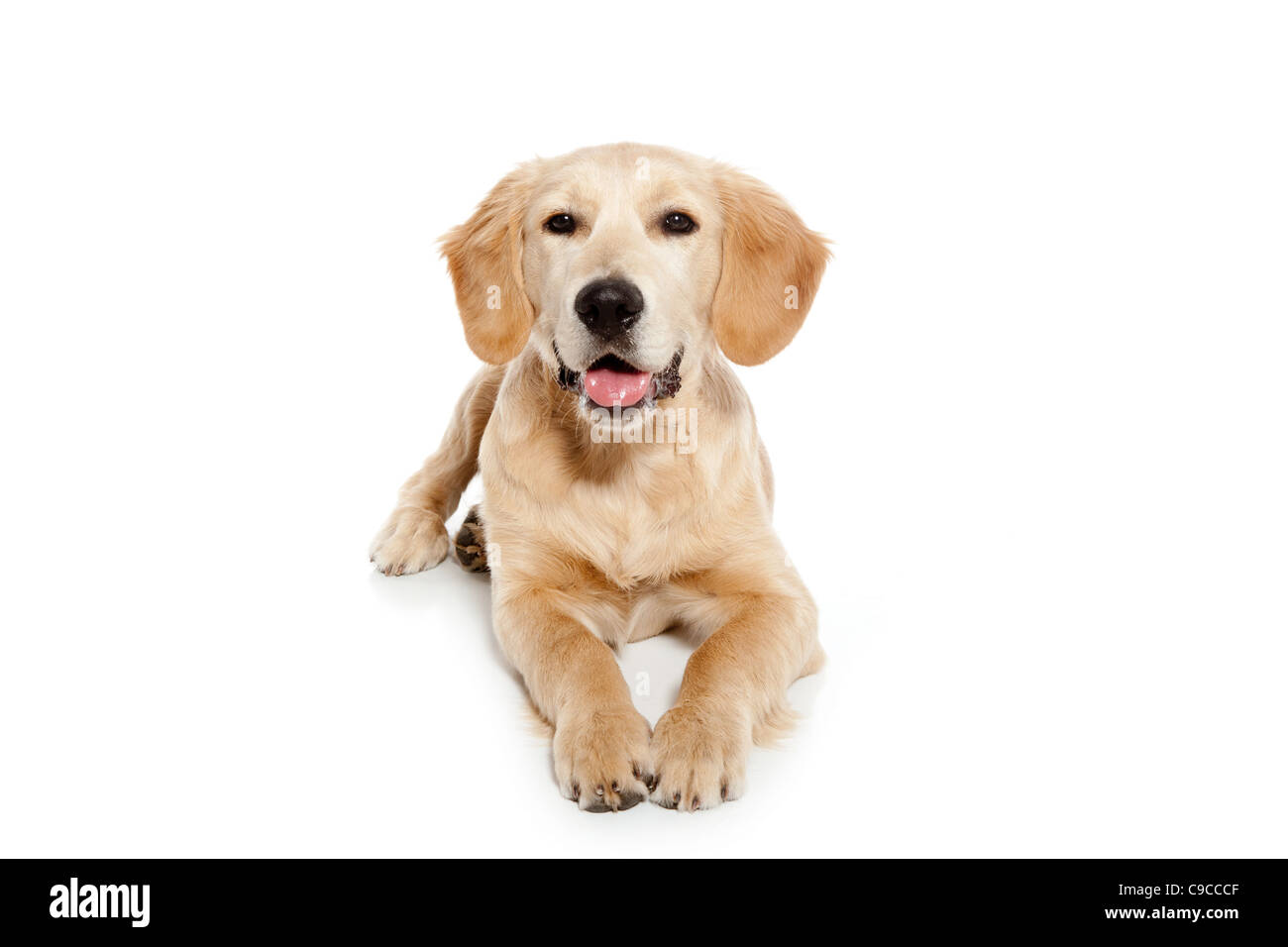 Golden Retriever cucciolo di cane isolato su sfondo bianco Foto Stock