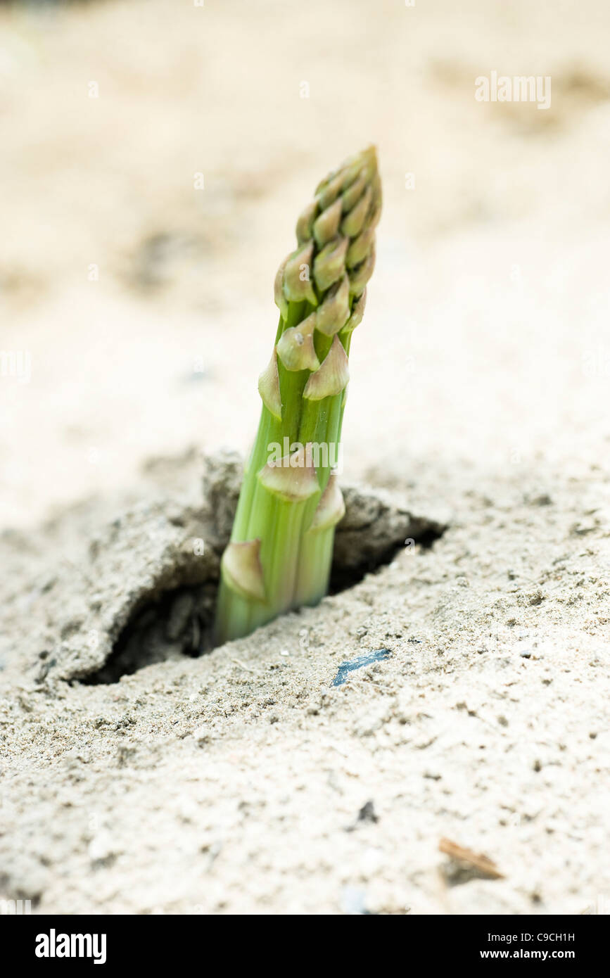 Coltivazione di asparagi Foto Stock