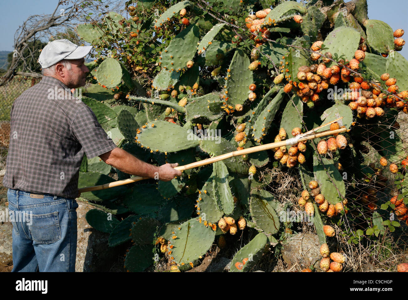 Farmer picking ficodindia cactus di frutta, nei pressi di Seneghe trova dai Monti Ferru, Sardegna, Italia. Foto Stock