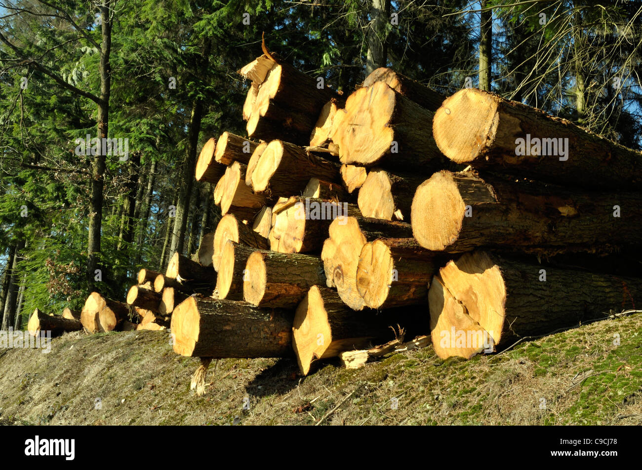 Tronchi di abeti, foresta Andaines, Orne, Normandia (Francia). Foto Stock