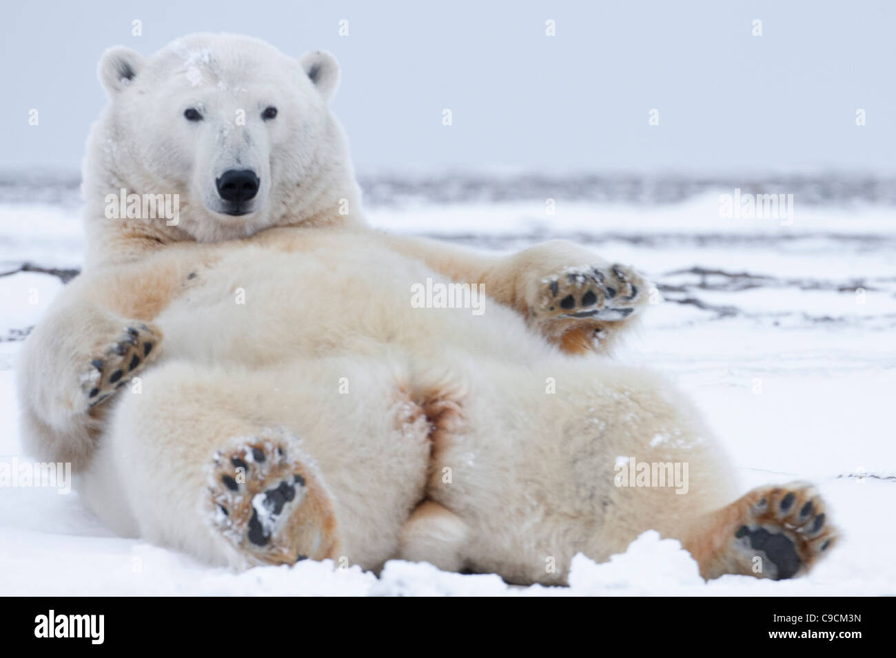 Orso polare (Ursus maritimus) femmina giacente sul retro guardando in alto, nella neve su una spiaggia a Kaktovik, Isola di baratto, Alaska nel mese di ottobre Foto Stock