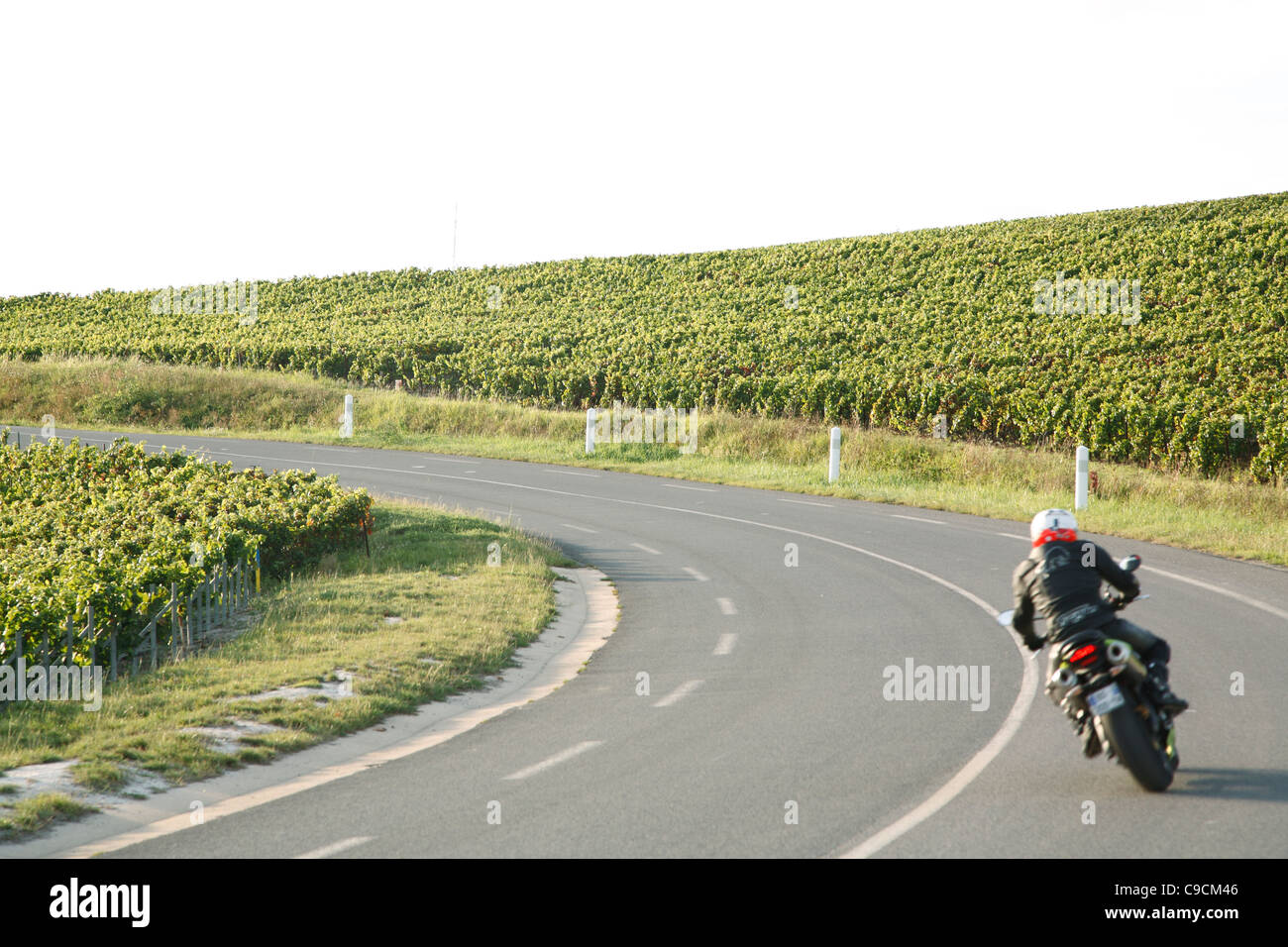 Motociclista, strada, vitigno, vigneti, Champagne, Francia Foto Stock