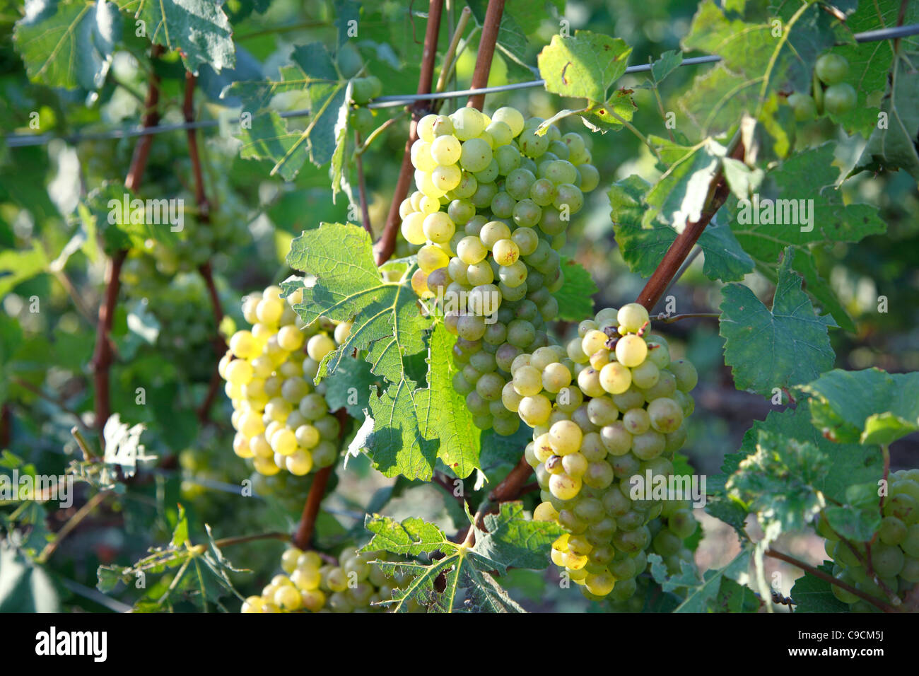 Vitigno, vigneti, Champagne, Francia Foto Stock