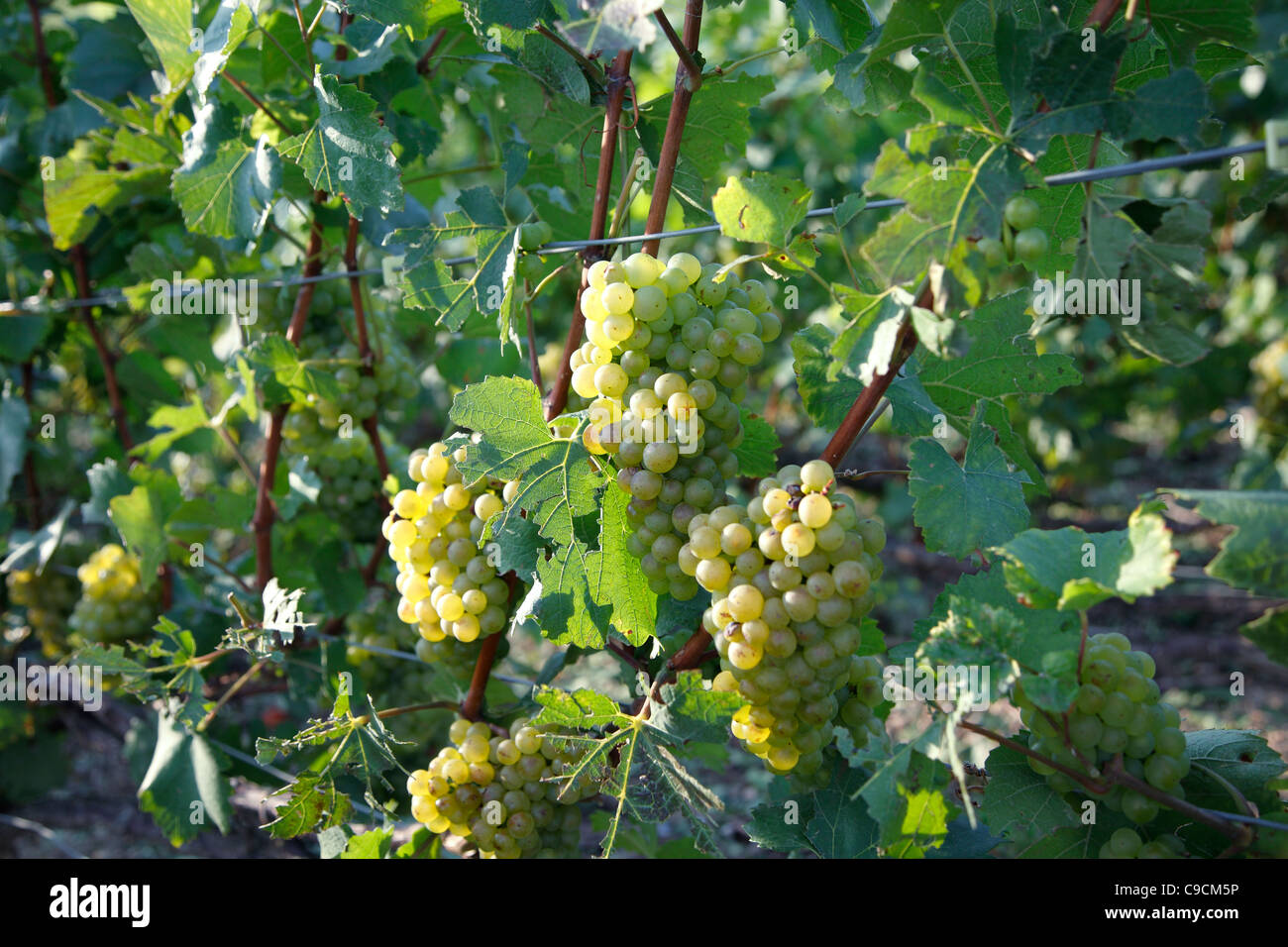 Vitigno, vigneti, Champagne, Francia Foto Stock