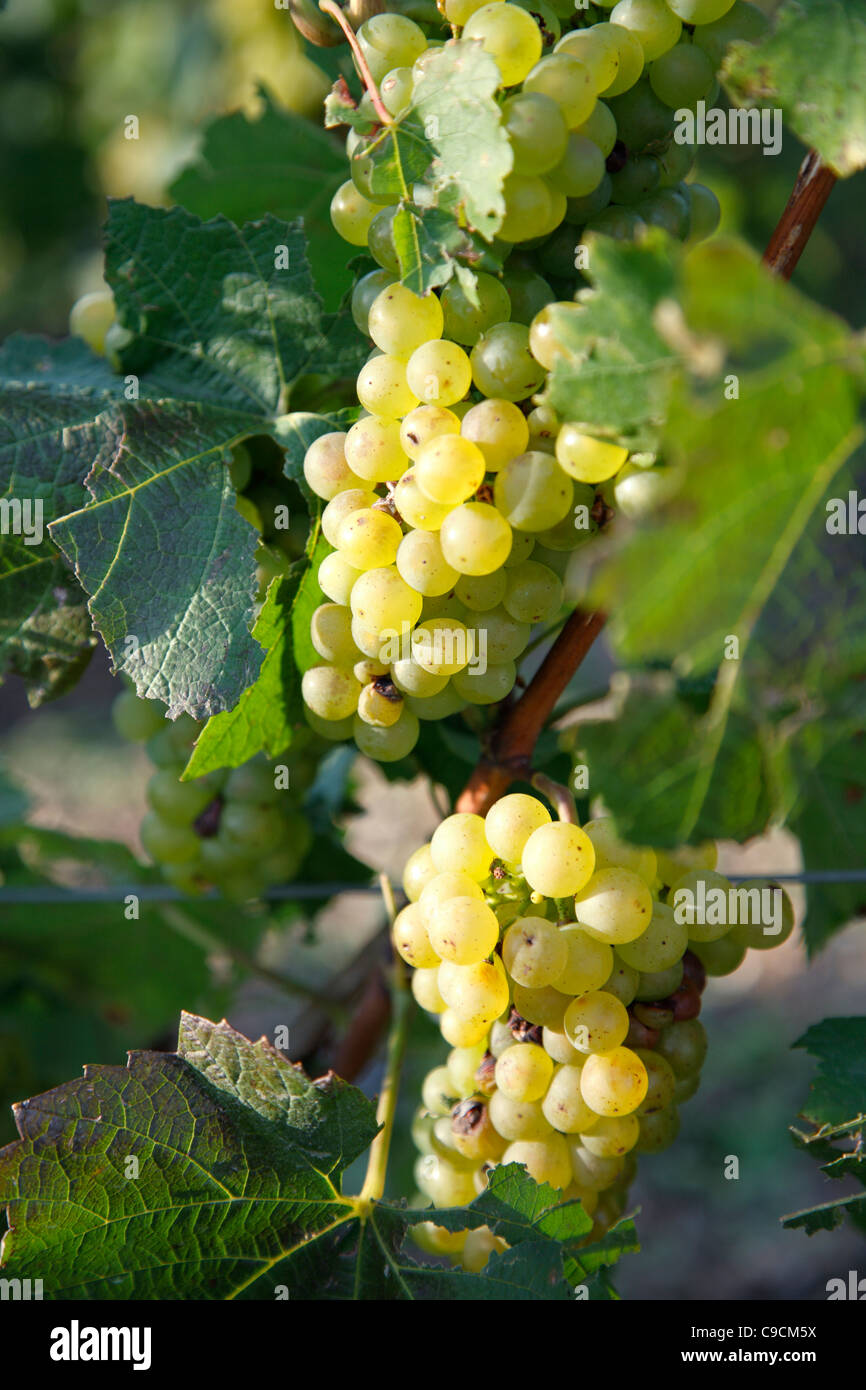 Vitigno, vigneti, Champagne, Francia Foto Stock