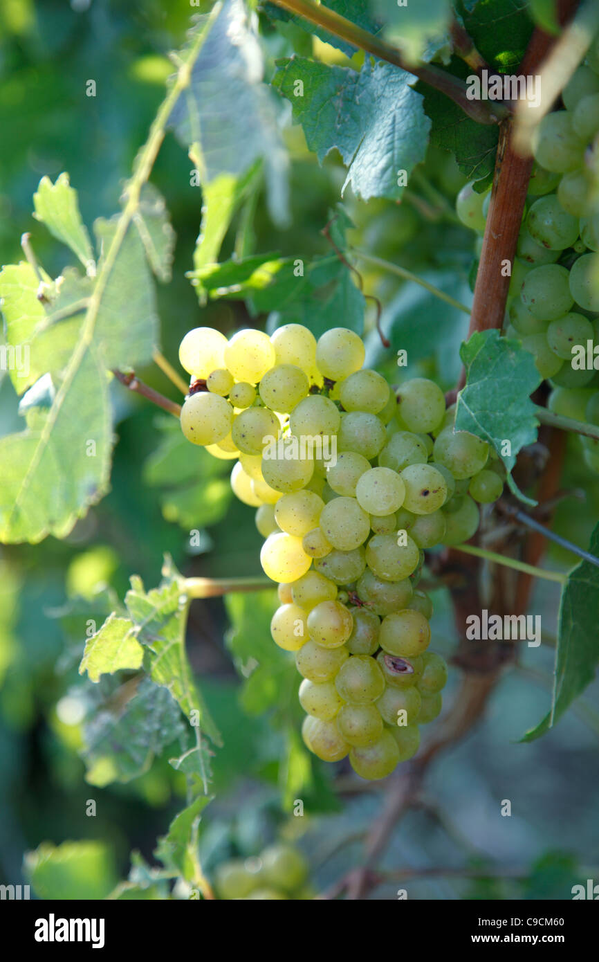 Vitigno, vigneti, Champagne, Francia Foto Stock