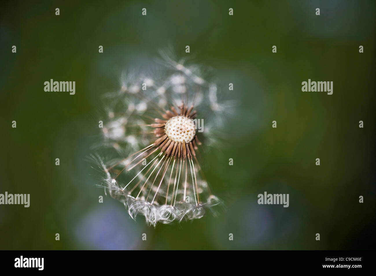 Comune giardino britannico alghe: delicato, feathery bianco orologio di tarassaco close up, visto dal di sopra - testa parziale, alcuni semi soffiati via e mancante Foto Stock